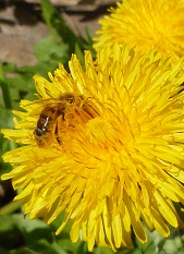 pissenlit et abeille